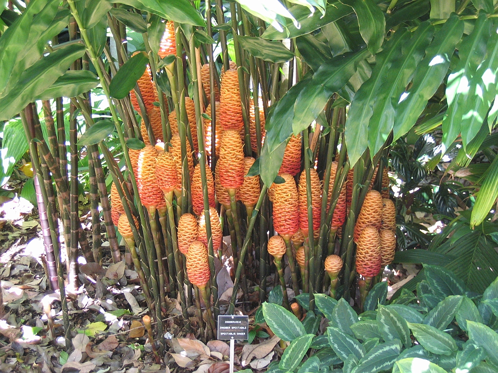 CairnsTC039 Jardin Botanique 039.jpg